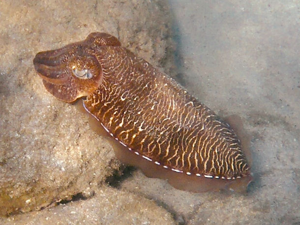Sepia aculeata