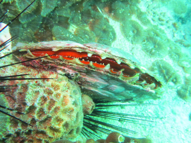 Pinctada margaritifera