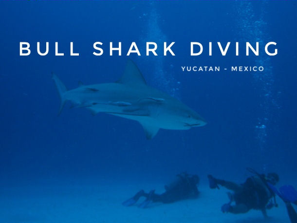 Bullsharks in Mexico