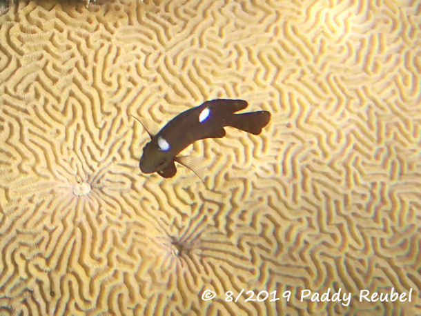 Dreifleck-Preu�enfisch Dascyllus trimaculatus