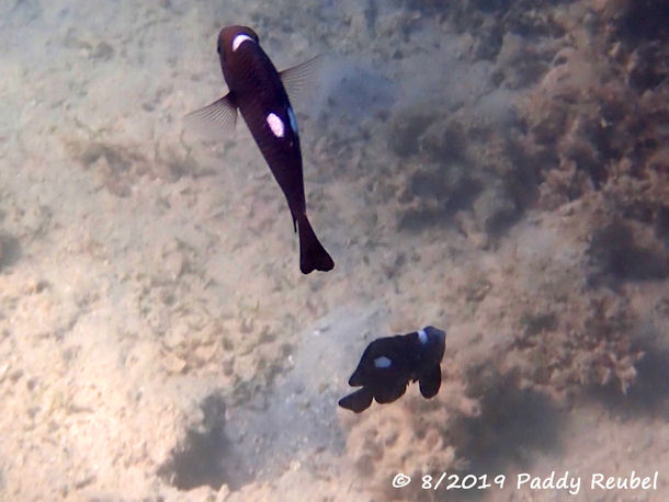 Dreifleck-Preu�enfisch Dascyllus trimaculatus