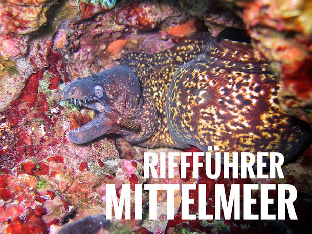 Fischf�hrer Mittelmeer