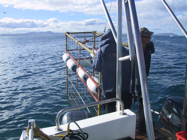 Wei�haitauchen in S�dafrika