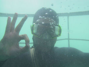 Tauchen mit Wei�en Haien