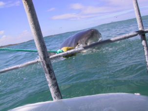 White Shark Carcharodon carcharias