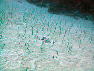 Garden Eels Heteroconger hassi