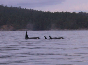 Schwertwale vor der kanadischen K�ste